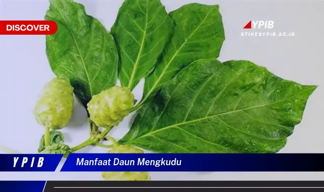 manfaat daun mengkudu