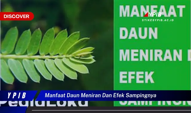 manfaat daun meniran dan efek sampingnya