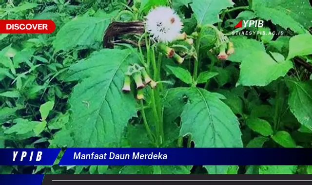 manfaat daun merdeka