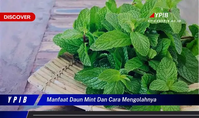 manfaat daun mint dan cara mengolahnya