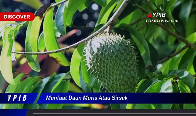 manfaat daun muris atau sirsak