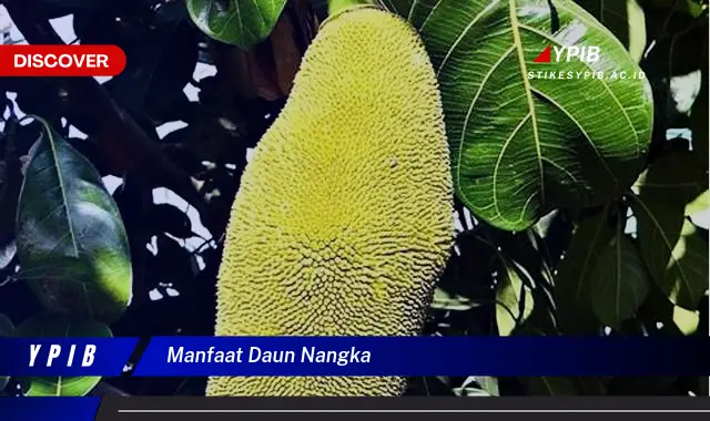 9 Manfaat Daun Nangka: Rahasia Kesehatan Terungkap