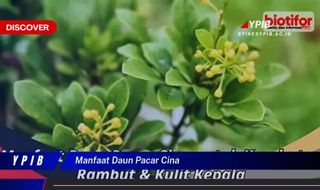 9 Manfaat Daun Pacar Cina Untuk Kesehatan