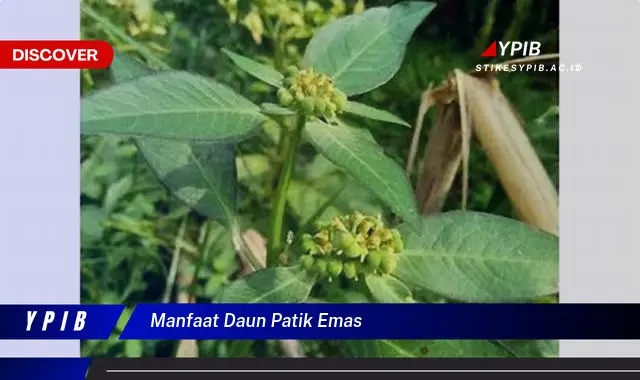 Ketahui 9 Manfaat Daun Patik Emas untuk Kesehatan Anda