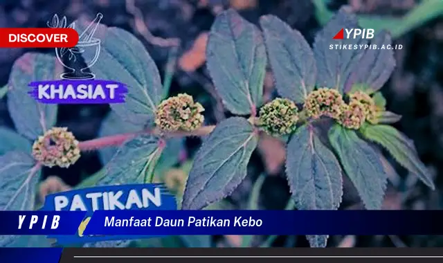 Temukan 7 Manfaat Daun Patikan Kebo untuk Kesehatan