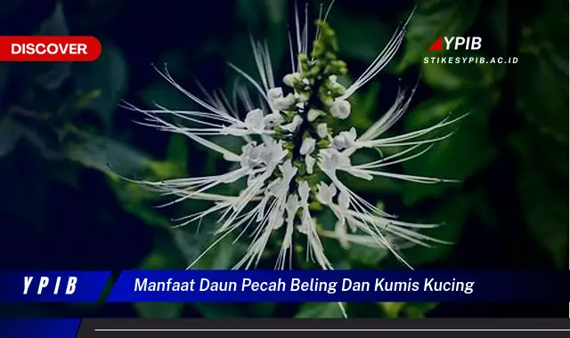 9 Manfaat Ajaib Daun Pecah Beling & Kumis Kucing