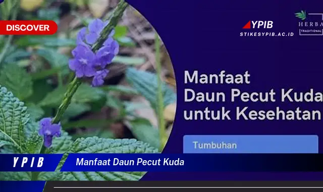 Temukan Khasiat Daun Pecut Kuda untuk Kesehatan Anda