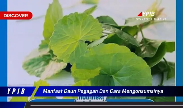 Ketahui 9 Manfaat Daun Pegagan dan Cara Mengonsumsinya untuk Kesehatan Tubuh Anda