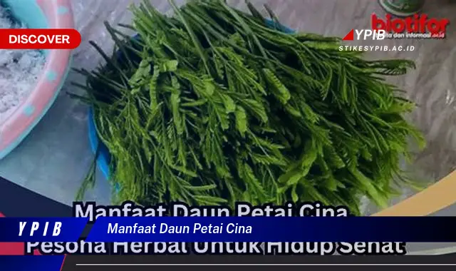 Ketahui 7 Manfaat Daun Petai Cina untuk Kesehatan