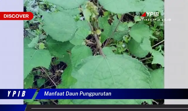 Ketahui 10 Manfaat Daun Pungpurutan untuk Kesehatan Tubuh Anda