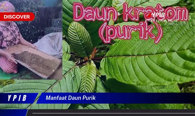 manfaat daun purik