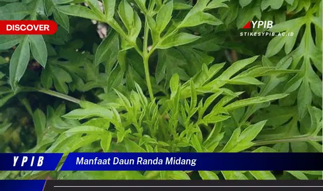 manfaat daun randa midang