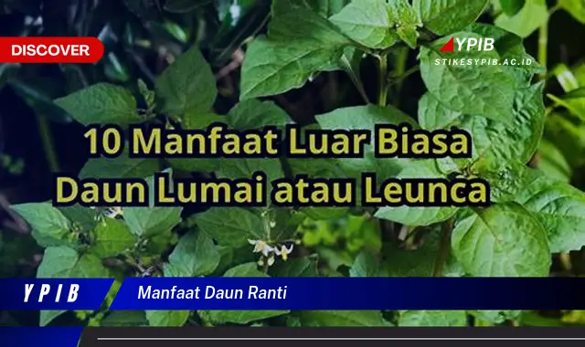 Ketahui 10 Manfaat Daun Ranti untuk Kesehatan dan Kecantikan Anda