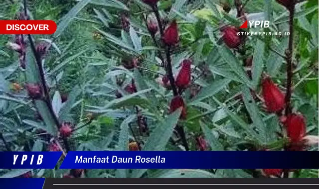 manfaat daun rosella