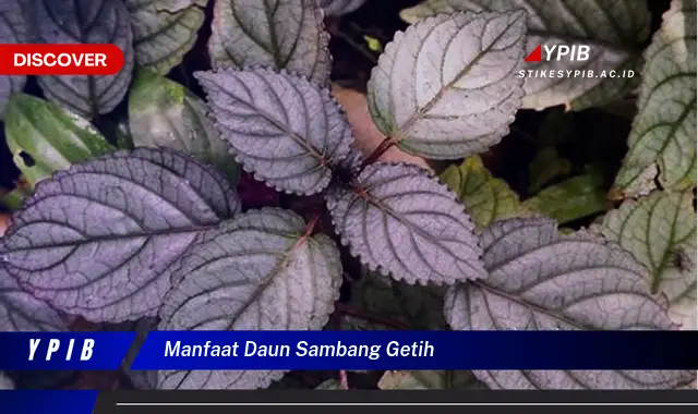 Ketahui 10 Manfaat Daun Sambang Getih untuk Kesehatan Anda