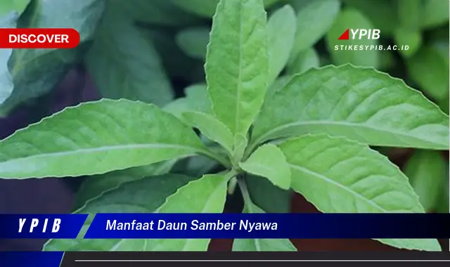 manfaat daun samber nyawa