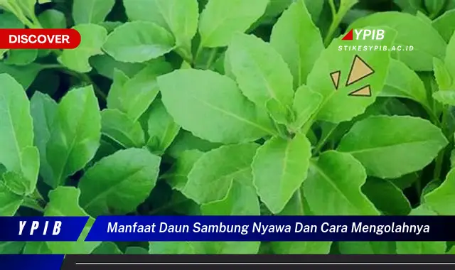 Ketahui 9 Manfaat Daun Sambung Nyawa & Pengolahannya