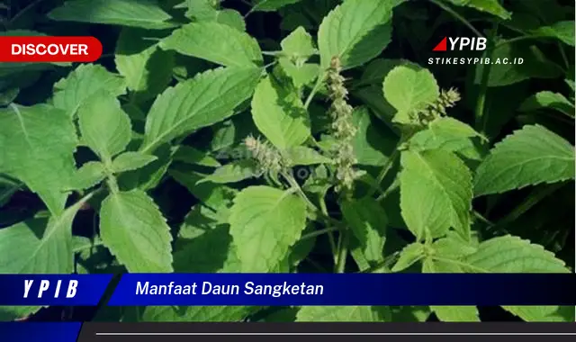 Ketahui 10 Manfaat Daun Sangketan untuk Kesehatan dan Kecantikan