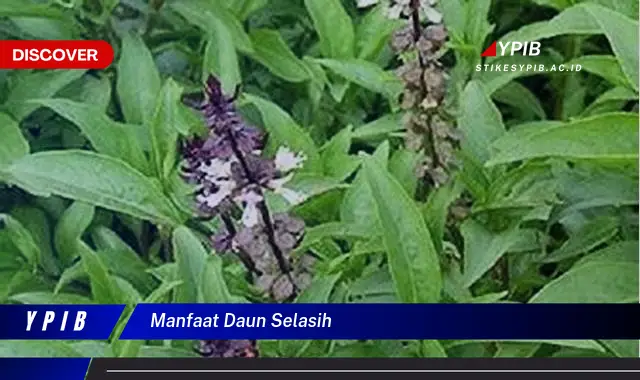 manfaat daun selasih