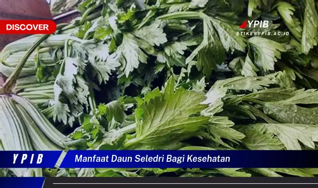 Ketahui 10 Manfaat Daun Seledri untuk Kesehatan Anda