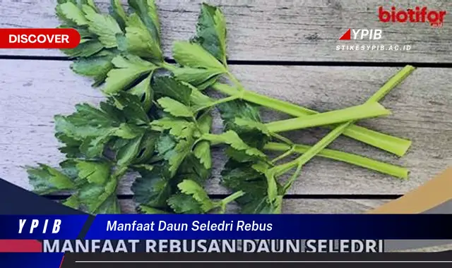 Ketahui 8 Manfaat Daun Seledri Rebus untuk Kesehatan Tubuh Anda