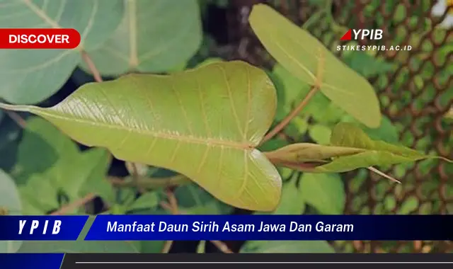 manfaat daun sirih asam jawa dan garam