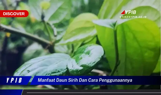 Ketahui 10 Manfaat Daun Sirih untuk Kesehatan dan Kecantikan, Cara Penggunaan yang Efektif dan Aman