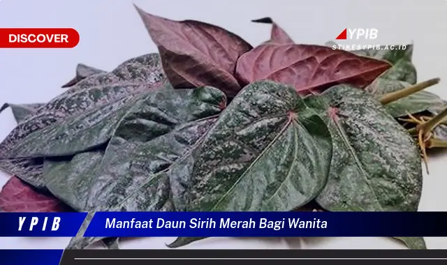 Ketahui 7 Manfaat Daun Sirih Merah untuk Wanita