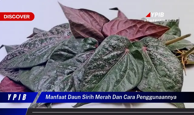 Ketahui 10 Manfaat Daun Sirih Merah untuk Kesehatan dan Cara Penggunaannya yang Tepat