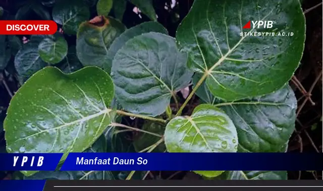 Ketahui 10 Manfaat Daun So untuk Kesehatan, Meningkatkan Imunitas dan Menjaga Daya Tahan Tubuh