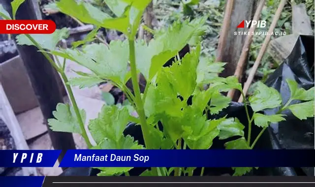 Ketahui 7 Manfaat Daun Sop untuk Kesehatan