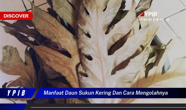 Temukan 7 Manfaat Daun Sukun Kering & Cara Mengolahnya