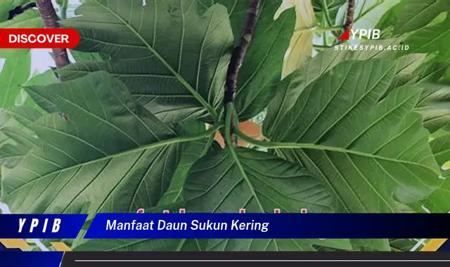 manfaat daun sukun kering