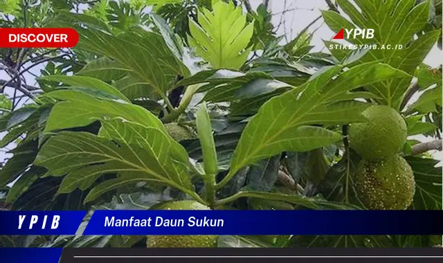 9 Manfaat Daun Sukun yang Jarang Diketahui