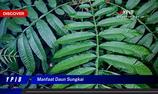 manfaat daun sungkai