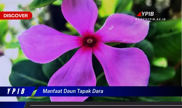 Ketahui 7 Manfaat Daun Tapak Dara untuk Kesehatan