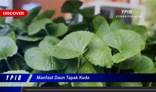 Ketahui 9 Manfaat Daun Tapak Kuda untuk Kesehatan dan Kecantikan Anda