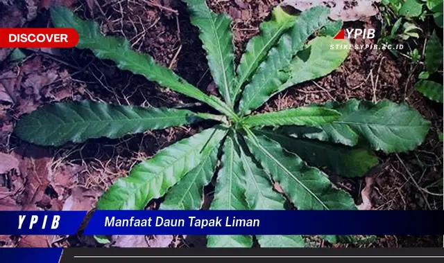 manfaat daun tapak liman