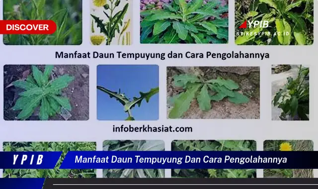 Ketahui 7 Manfaat Daun Tempuyung & Cara Meraciknya