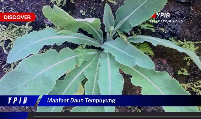 Ketahui 8 Manfaat Daun Tempuyung yang Jarang Diketahui