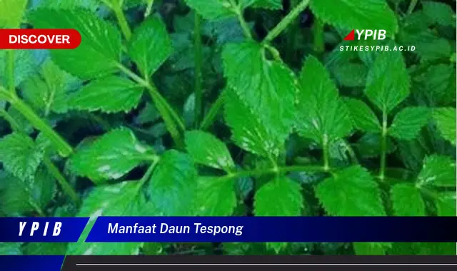 Ketahui 9 Manfaat Daun Tespong untuk Kesehatan dan Kecantikan