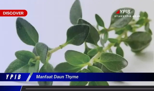 manfaat daun thyme