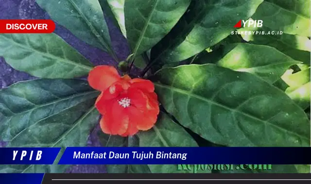 manfaat daun tujuh bintang