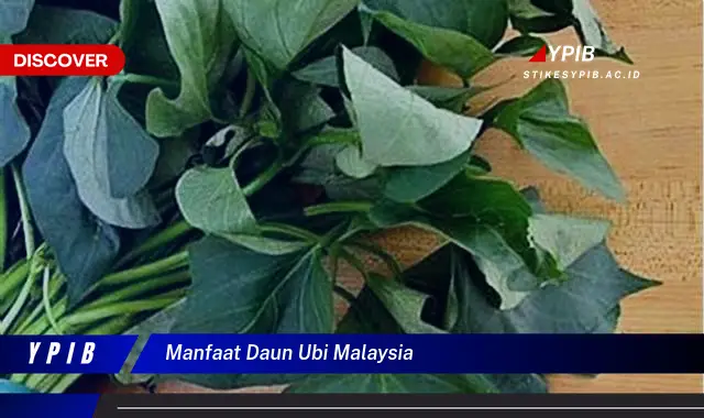 manfaat daun ubi malaysia