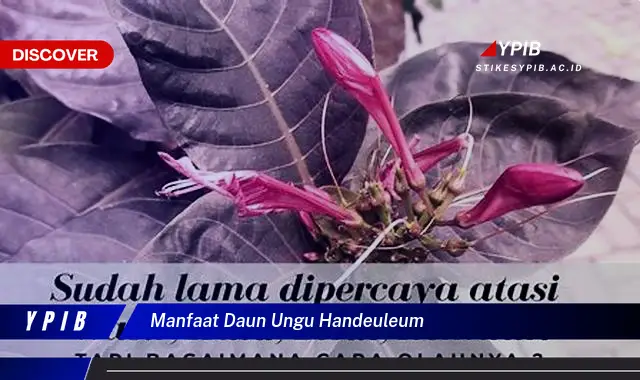 Ketahui 8 Manfaat Daun Ungu Handeuleum untuk Kesehatan Tubuh Anda