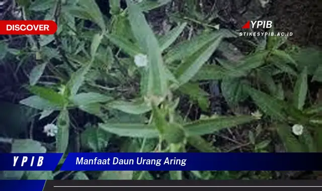 Ketahui 10 Manfaat Daun Urang Aring untuk Kesehatan Anda