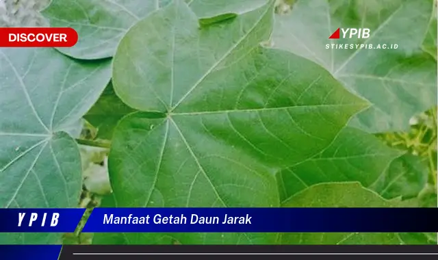 Ketahui 5 Manfaat Getah Daun Jarak untuk Kesehatan