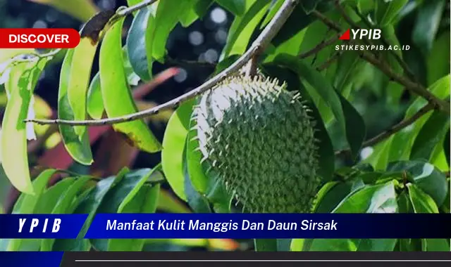 Ketahui 10 Manfaat Kulit Manggis dan Daun Sirsak untuk Kesehatan Anda