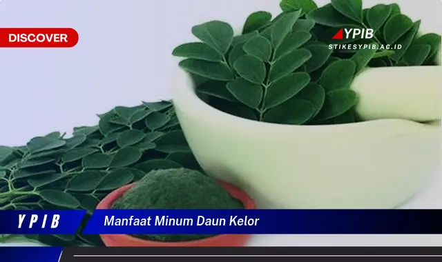 manfaat minum daun kelor