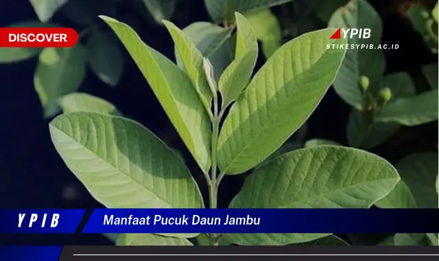 Ketahui 9 Manfaat Pucuk Daun Jambu untuk Kesehatan Anda